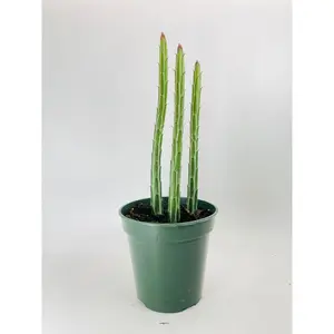 Senecio Stapeliiformis "Candy Cane" PIckle Succulent