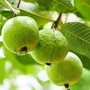 50Pcs Guava Seeds Red Psidium Guajava Seeds Perennial Sweet Fragrant Tropical Fruit Seeds Non-GMO Backyard Plant