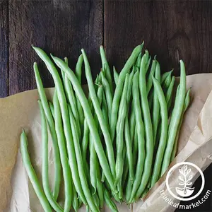 Bean Seeds - Bush - Blue Lake 274