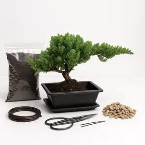 Bonsai Tree Kit - Juniper Bonsai - Full Kit - Includes all the essential