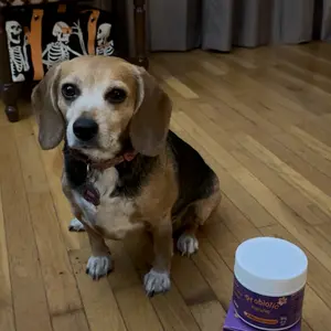 HAPWAG 8-in-1 Multivitamin Soft Chews for Dogs – Probiotics, Gut & Immune Support – Pork Flavor – 90 Treats