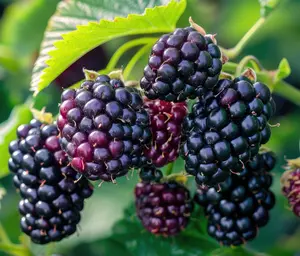 Thornless Blackberry Live Fruit Plant for Growing - One Year Old Seedling