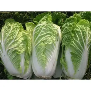 AICHi Chinese Cabbage Seeds - Seeds for Vegetable Garden Use
