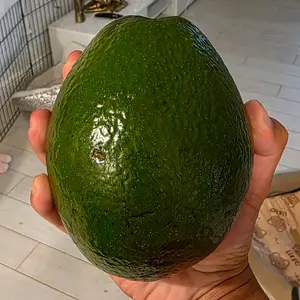 Choquette avocado tree 3 gal