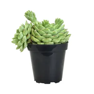 Hybrid Echeveria ‘Lime n’ Chile’: Hen n' Chicks Succulent - Pet-friendly Plant for Cats & Dogs - Drought Tolerant Plants - Easy Plant Care - Non-toxic Succulents – Flowering Plant