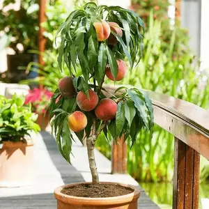 Three-year-old peach saplings, which have been cultivated and can be planted immediately.