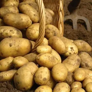 200Pcs Potatoes Seeds No GM
