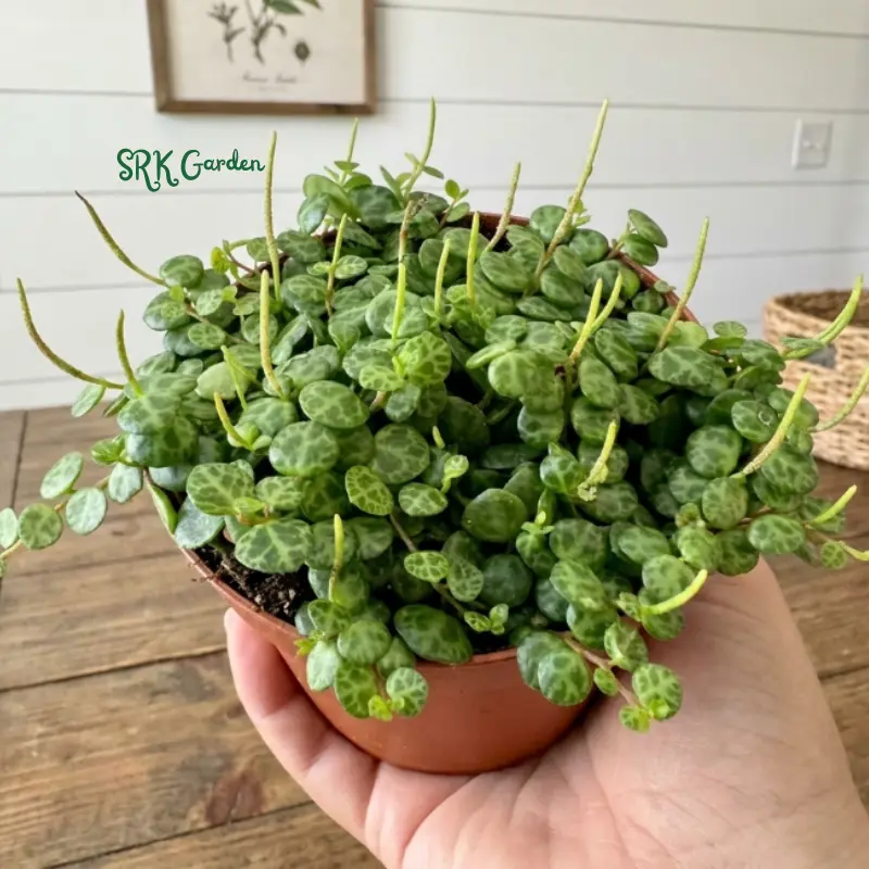 String of Turtles, Trailing Succulent, Hanging Plant, Home Decor Plant in 2.5", 4", 6'' Pot