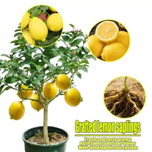 Multicolor lemon tree seedlings, healthy bare-root plants, suitable for garden and yard planting
