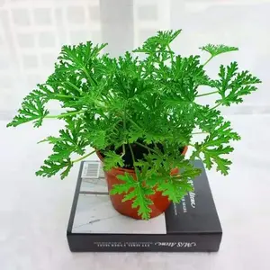 500+ Heirloom Citronella Plant Seeds: Non-gmo Garden Seeds for Outdoor Mosquito Repellent Plants