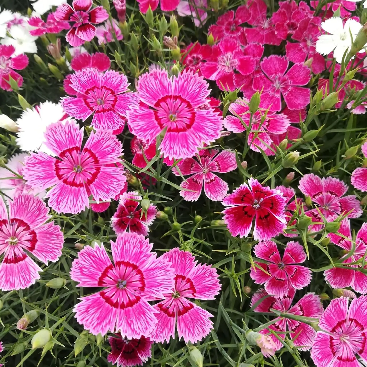 400 Pcs Dianthus Seeds Perennial Winter Hardy Wildflower Seeds w/Fragrant & Vibrant Blooms, Ideal for Pollinator Gardens