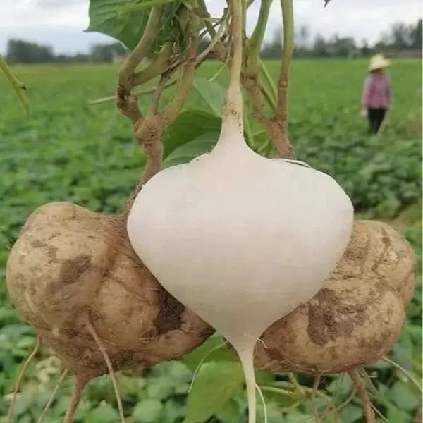 Jicama Seeds for Planting, Sweet Crunchy Root Vegetable Seeds, Non-GMO High Germination Heirloom Seeds for Indoor Outdoor Garden