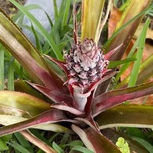 Pineapple Plant