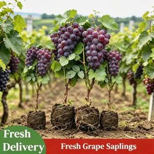 Grape Vine Live Plant | Sweet Fruit Bearing Vine | Easy Grow for Backyard Garden