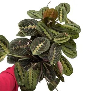 6” Red Maranta, Prayer Plant