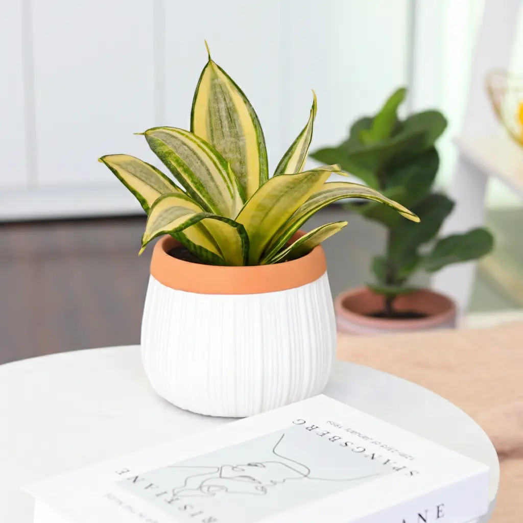Snake Plant Gold Hahnii Sansevieria
