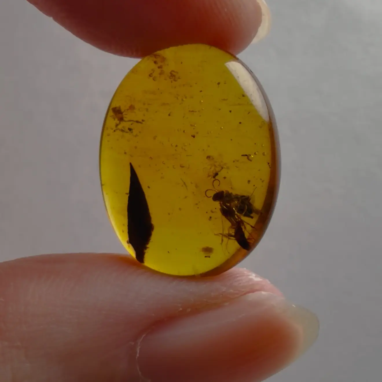 Cretaceous Amber with Bee & Pseudoscorpion Fossil Specimen from Myanmar – Rare Prehistoric Collectible Over 100 Million Years Old