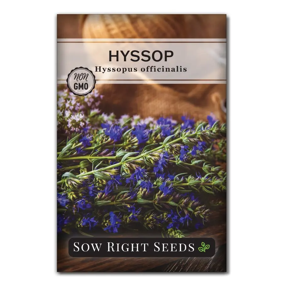Hyssop Hyssop