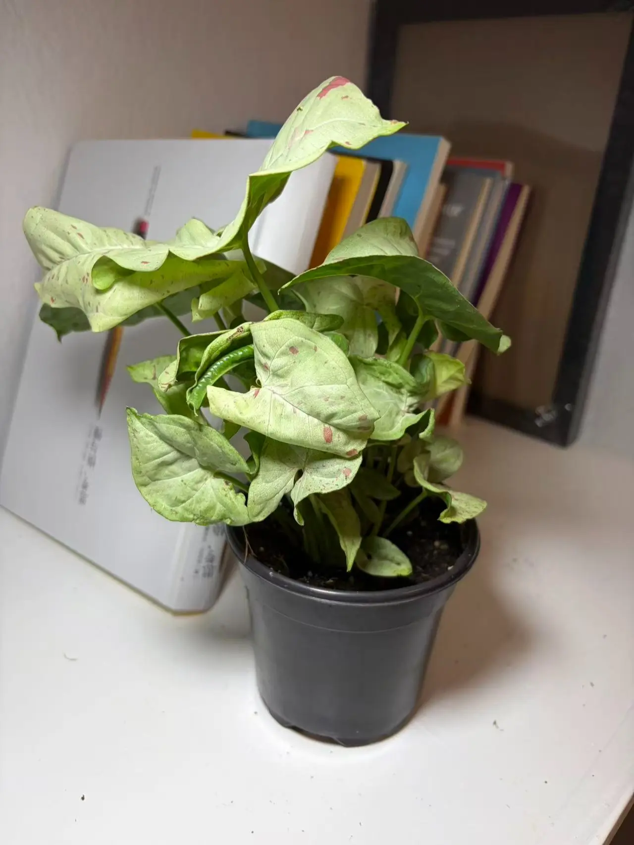 RZ-35  Syngonium Milk Confetti Live Plant – 4 Inch Pot Variegated Arrowhead Plant Indoor Houseplant | Decorative Pink Speckled Foliage Climbing Plant for Home & Office | Beginner Friendly Indoor Gardening Plant | Natural Aroid Collection Plant rare garden