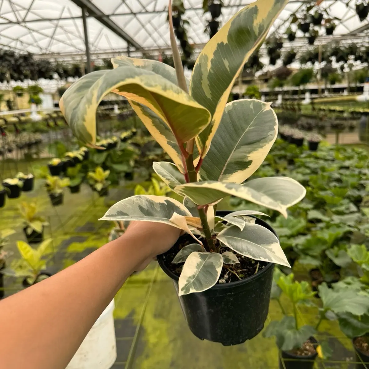 6” Ficus Tineke