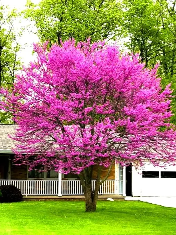 Eastern Redbud Tree Live Plant in Quart Pot - Redbud Plant 6 to 12 Inc Tall - Live Redbud Trees - Purple Flowers - No Ship To AK, HI and P.R.