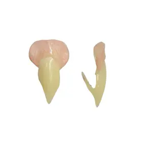 Designer Bite Co. Feline Vampire Fangs Realistic Hand-Crafted Teeth for Cosplay Halloween Reusable No Glue Kit Spooky