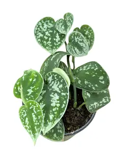 4" Satin Pothos – Scindapsus Pictus Argyraeus – Live Plant