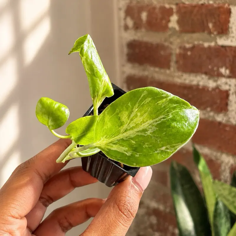 Monstera Bulbasaur Plug Grower’s Choice