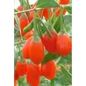 Goji Berry
