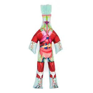 The Anatomy Doll The Anatomy Doll