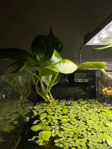 Golden Pothos - Epipremnum Aureum