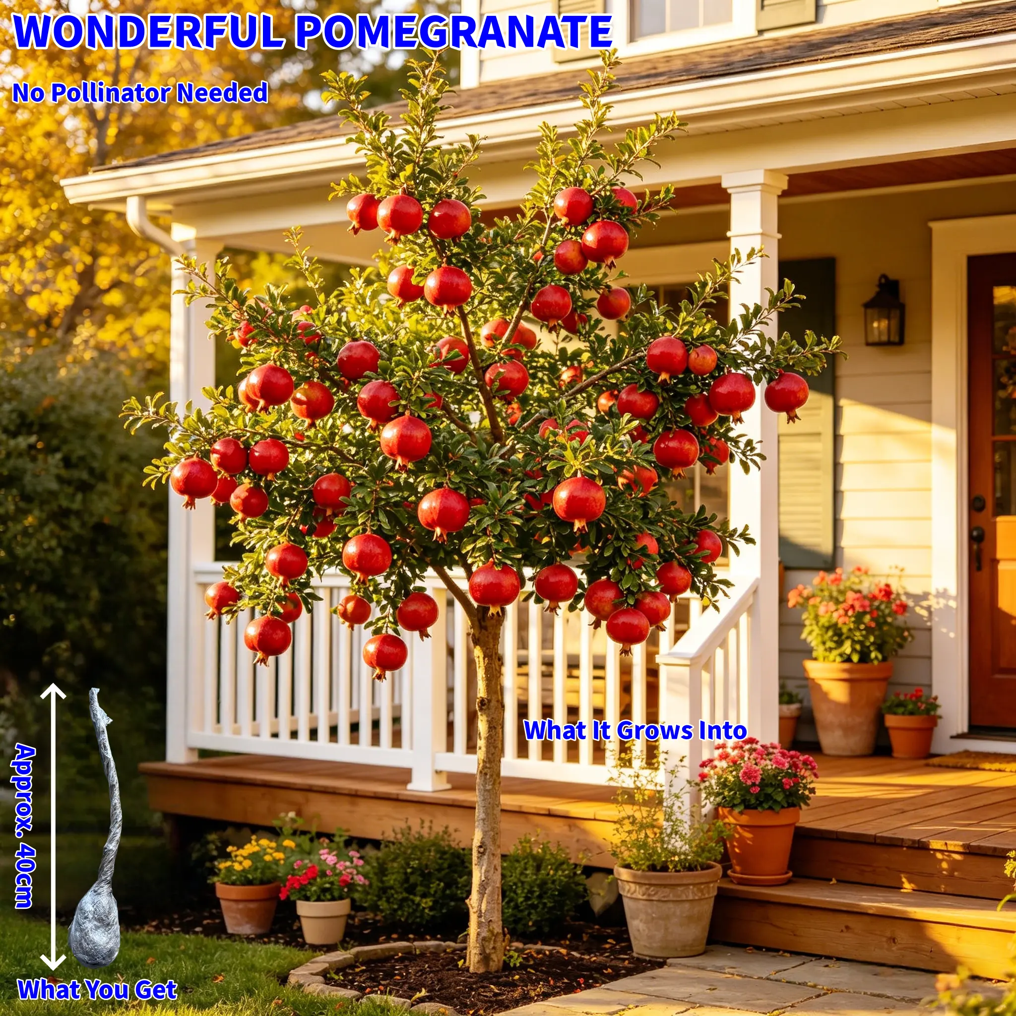 Punica granatum Wonderful Pomegranate Tree Self Pollinating Live Fruit Plant 1-1.5ft for Garden Outdoor Decorative No Pollinator Needed