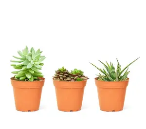 Baby Desert Box, Extra Small