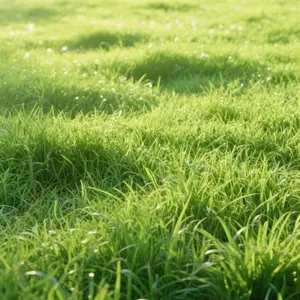 3000 Pcs Zoysia Grass Seeds – Premium Lawn Coverage, Heat & Drought Resistant, Fast Growing, Dense Green Turf for Yard, Garden, or Landscaping – Non-GMO, Easy to Plant Grass Seed Pack