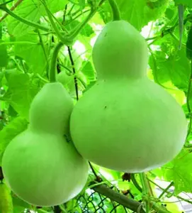 10+Bottle Gourd seeds Birdhouse Craft Calabash Asian Buddha Squash Vegetable USA