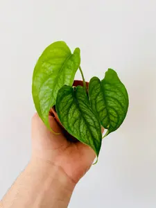 Monstera Siltepecana - 3" Pot