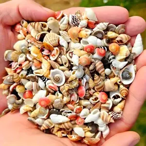 Colorful Mini Shells, Various Patterns and Colors, Ideal for DIY Crafts, Collage Art, Bottle Decorations, Fish Tank Accessories, Gift Ideas