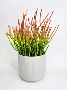 Firestick Pencil Cactus Euphorbia Tirucalli Succulent