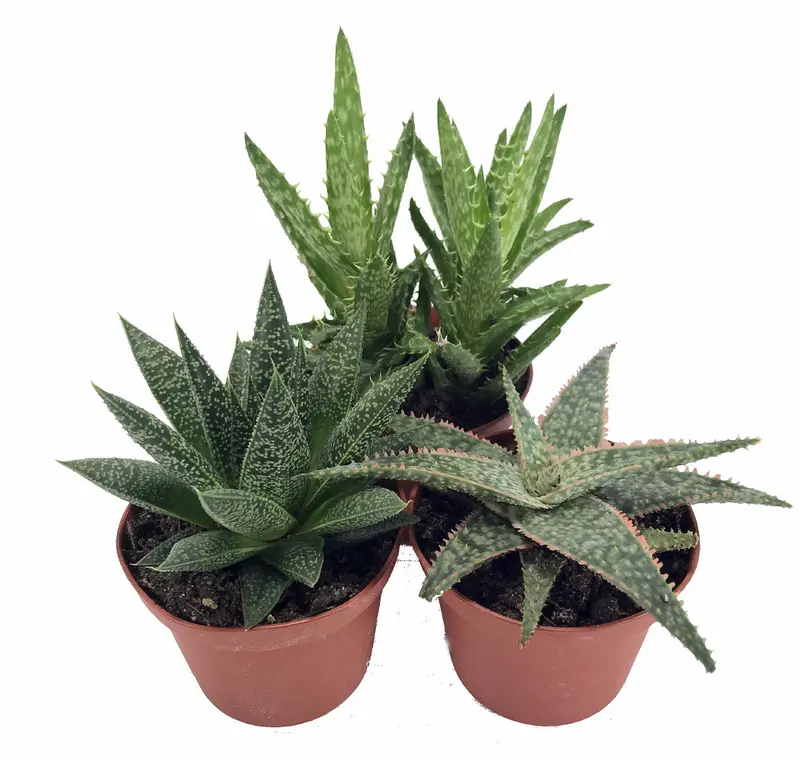 aloe vera plant benefits for skin Pure Aloe Vera Gel