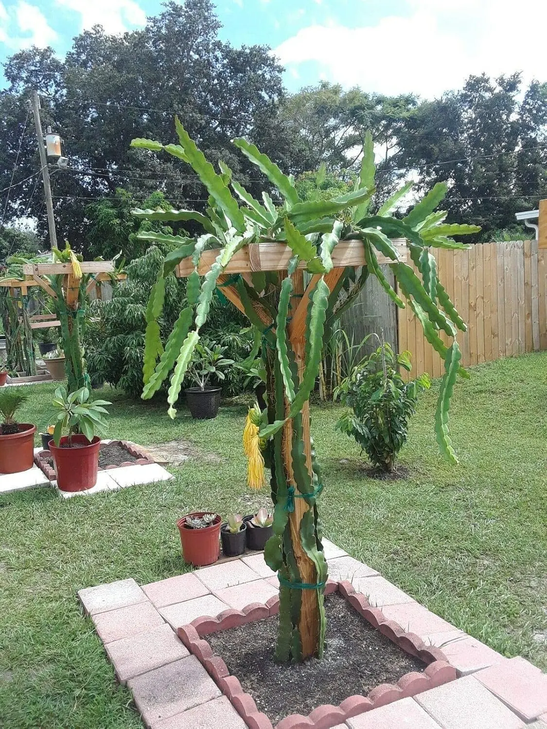 12" Dragon Fruit Cactus Plant W/Pot Hylocereus Undatus Pitaya SELF Pollinating