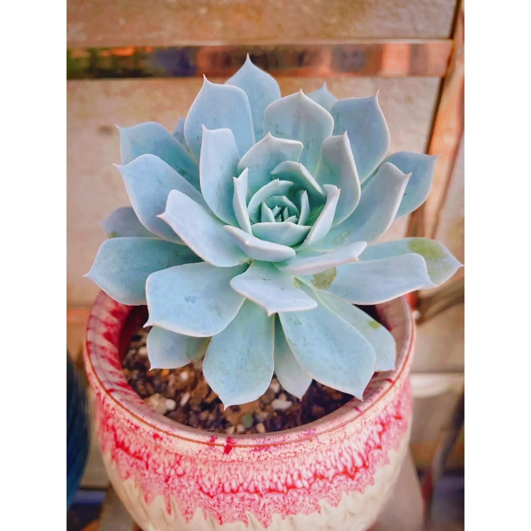 2"Live Succulent (blue bird) 2"Live Succulent (blue bird)