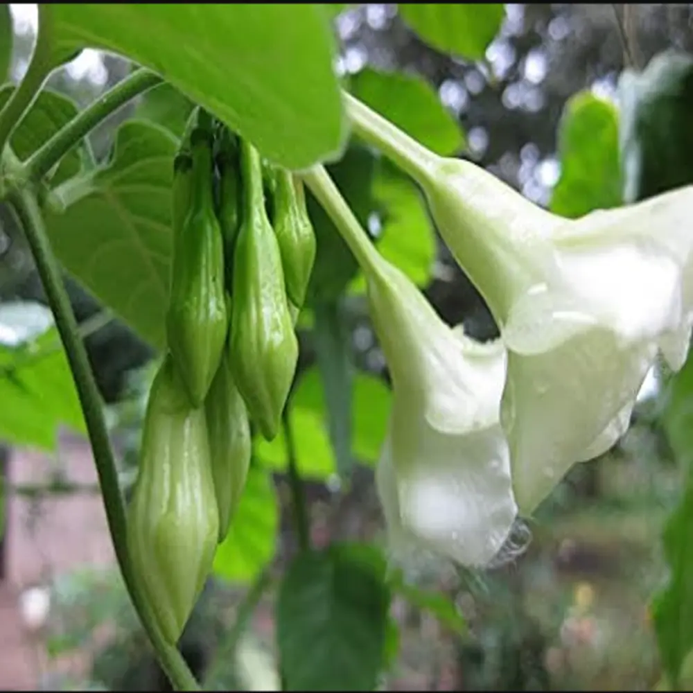 10 Seeds Loroco Plant Seeds Fernaldia Pandurata Seeds