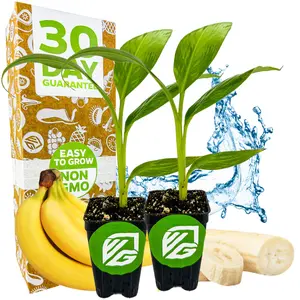 (2-Pack) Dwarf Cavendish Banana Plant - Musa by Wellspring Gardens – Starter Plant for Indoor and Outdoor Ambiance - Compact Size