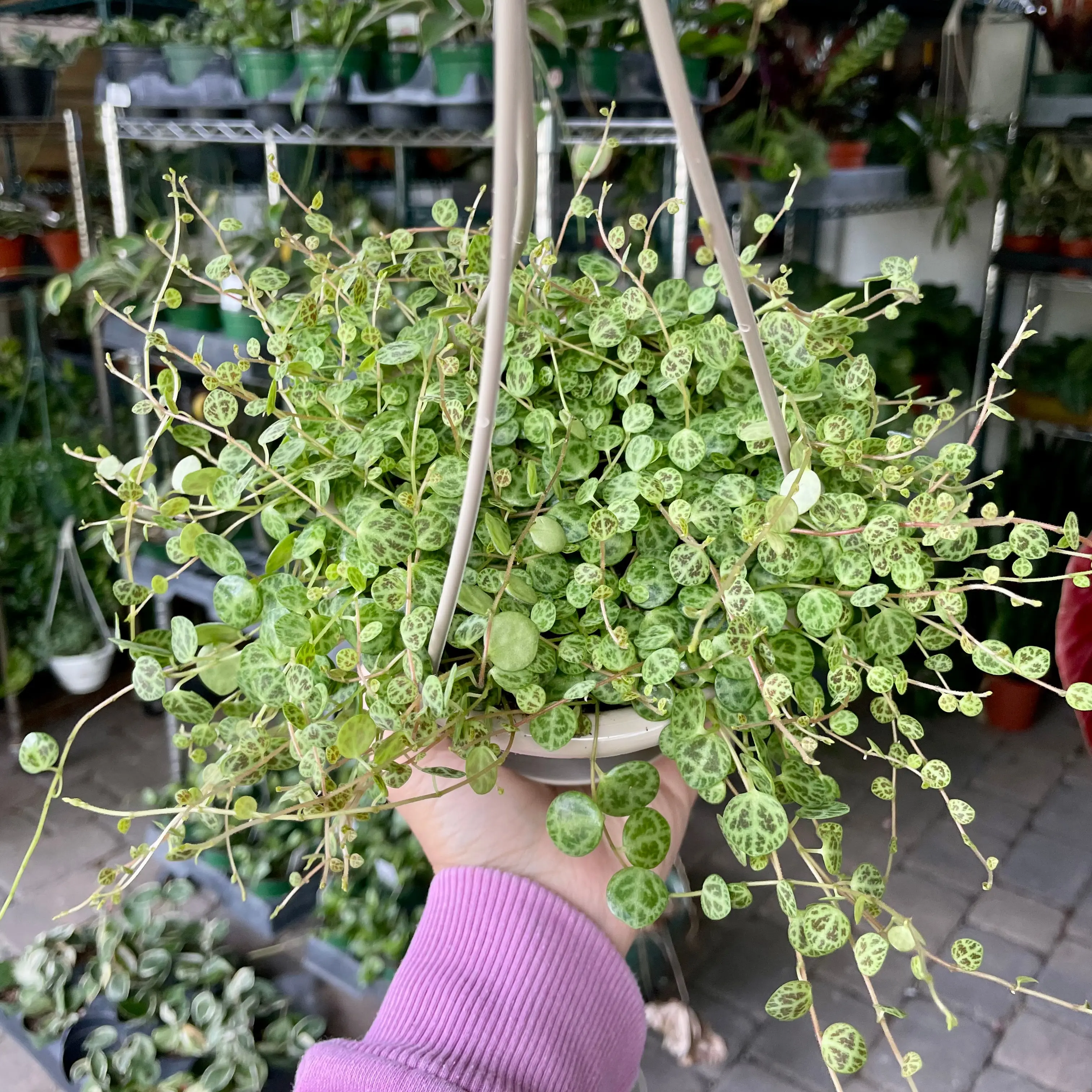Peperomia Prostrata ‘string of turtles’ hanging basket - 4.5" pot