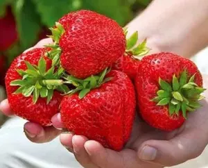 300 Strawberry Fruit Seeds For Planting, Grow Perennial Seed Sweet High Yields Fruit Seed For Planting