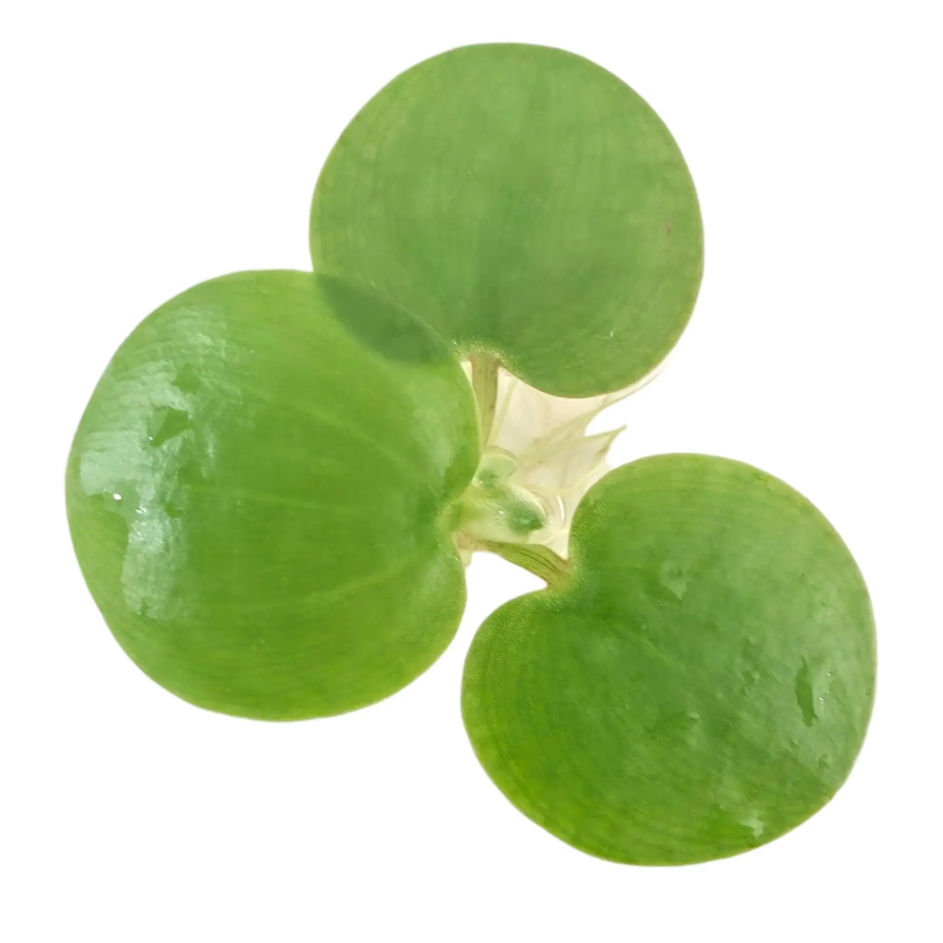 Tofu's Tanks Frogbit Live Aquarium Floating Plant