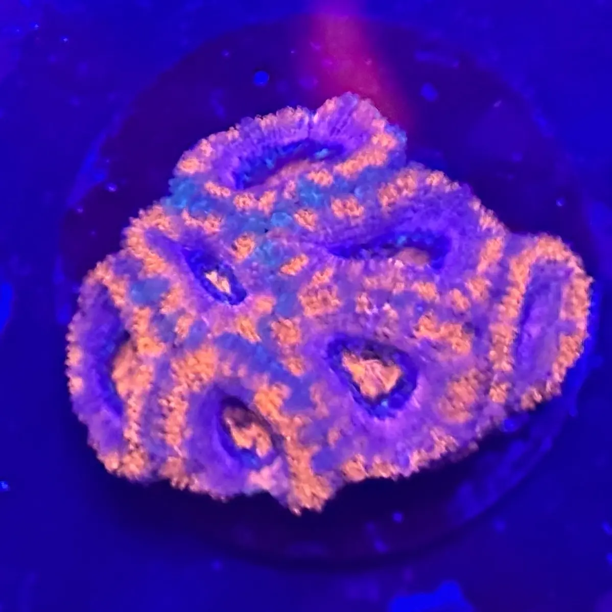 Blue and Orange Acan