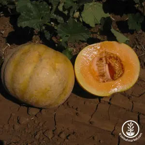 Melon Seeds - Cantaloupe - Golden Delicious