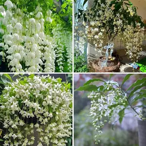 Climbing Weeping Jasmine Seeds for Planting, Garden Flower Seeds for Planting, for Indoor Outdoor Growing