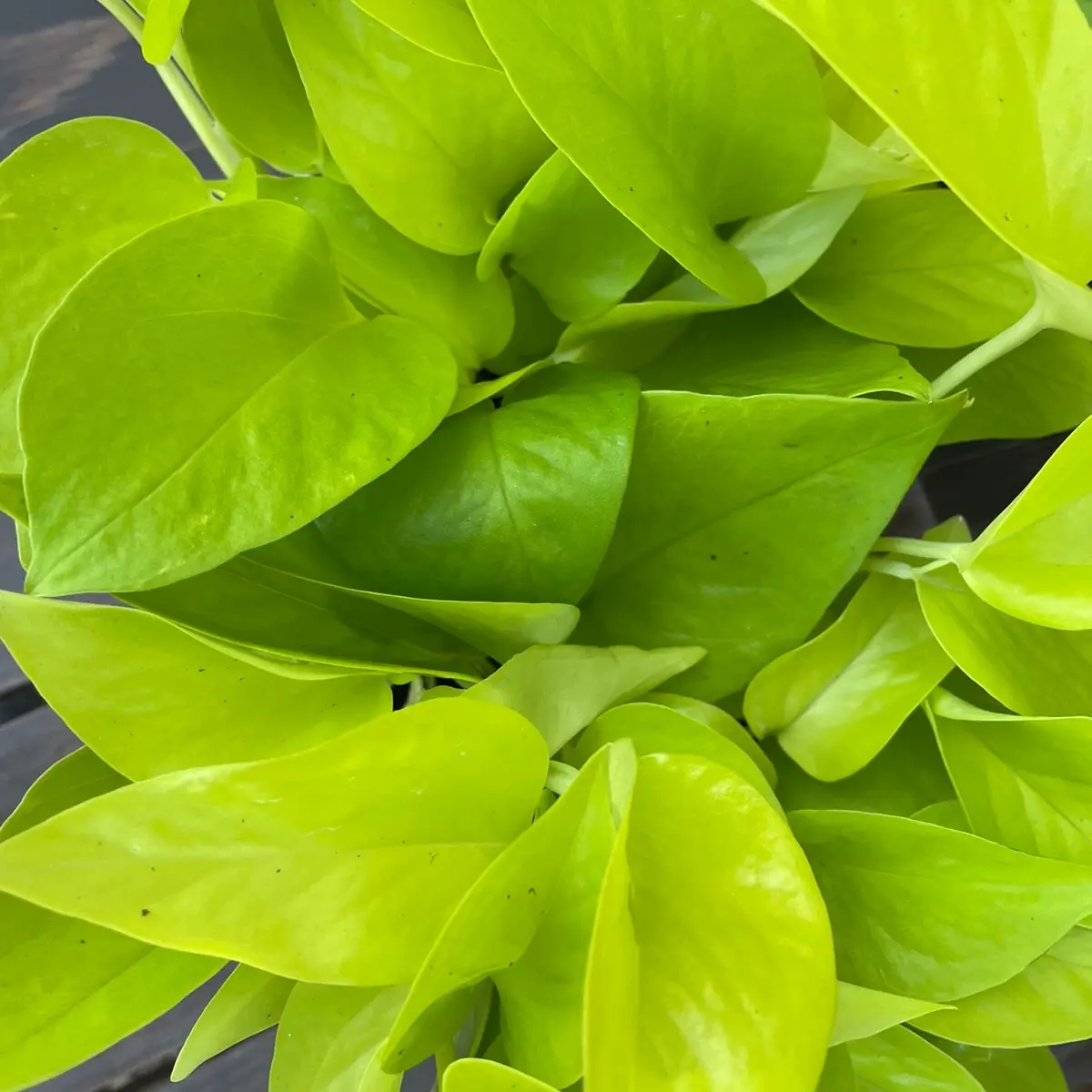 Neon Pothos (Epipremnum Aureum) Easy Care Live Tropical Indoor Vining Houseplant - Potted Hanging Trailing Vine, Decorative Houseplant for New Plant Parents, Thrives in Moist Non-Waterlogged Soil, Home Decor, Live Plants Indoor, Home Supplies, Hanging Vin